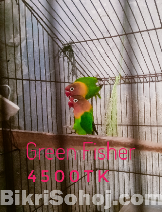 লাভবার্ড ককাটেল